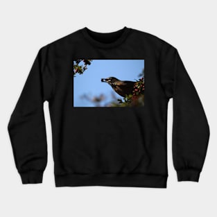 Robin Crewneck Sweatshirt